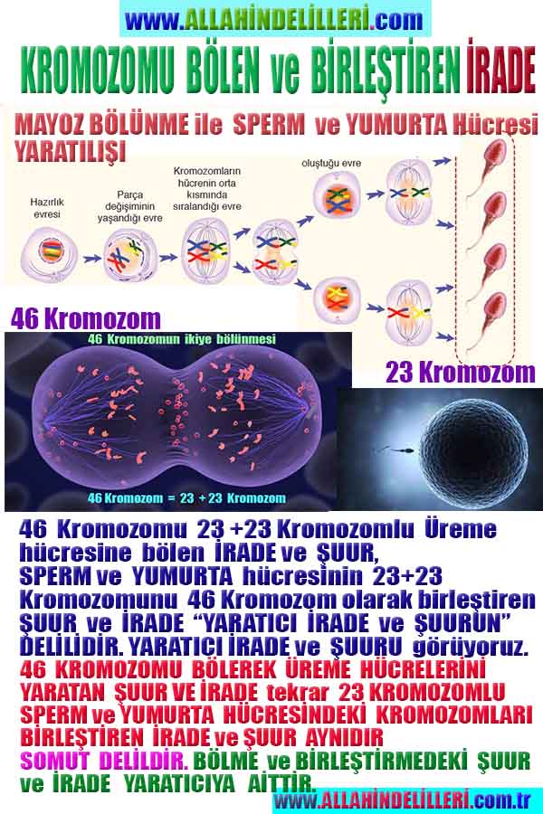 Tanrinin Delilleri, Allahin varlığının Delilleri, Allahin delilleri, Allah var Delilleri